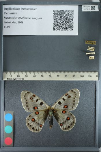 Media type: image;   Entomology 174219
